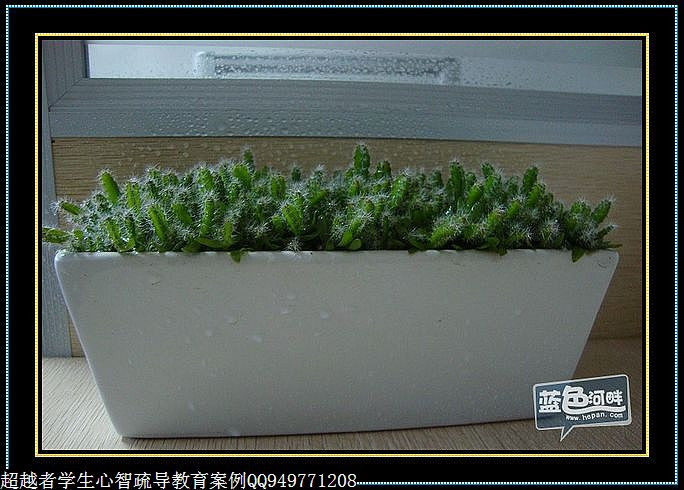 制作很有味道的水果種子小盆栽（火龍果、桂圓、碗蓮、荔枝......） - 美體、情感、博文精品 - 美體情感、心靈驛站