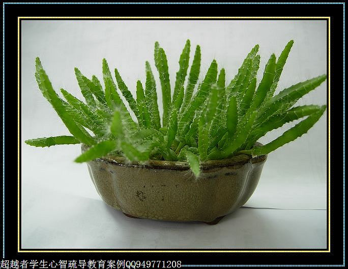 制作很有味道的水果種子小盆栽（火龍果、桂圓、碗蓮、荔枝......） - 美體、情感、博文精品 - 美體情感、心靈驛站