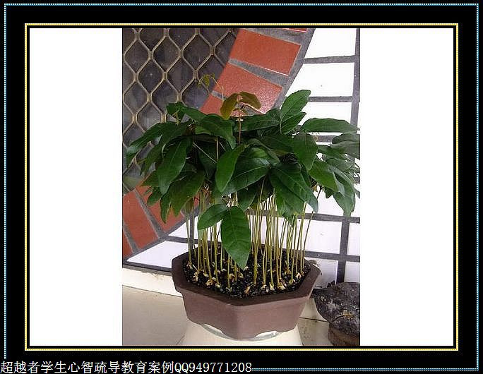 制作很有味道的水果種子小盆栽（火龍果、桂圓、碗蓮、荔枝......） - 美體、情感、博文精品 - 美體情感、心靈驛站