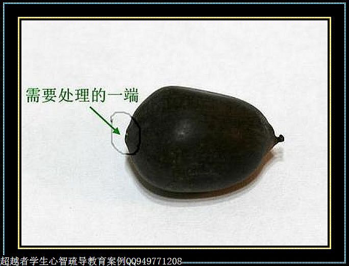 制作很有味道的水果種子小盆栽（火龍果、桂圓、碗蓮、荔枝......） - 美體、情感、博文精品 - 美體情感、心靈驛站