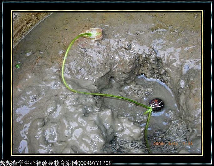 制作很有味道的水果種子小盆栽（火龍果、桂圓、碗蓮、荔枝......） - 美體、情感、博文精品 - 美體情感、心靈驛站