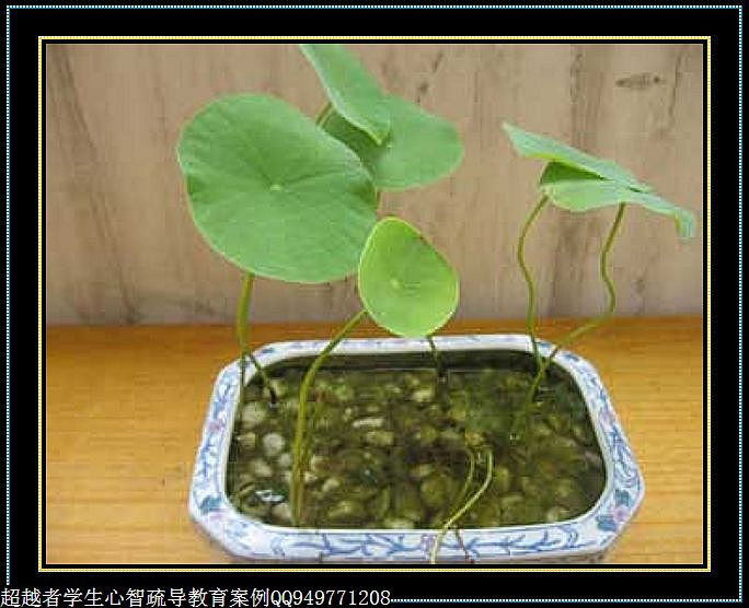 制作很有味道的水果種子小盆栽（火龍果、桂圓、碗蓮、荔枝......） - 美體、情感、博文精品 - 美體情感、心靈驛站