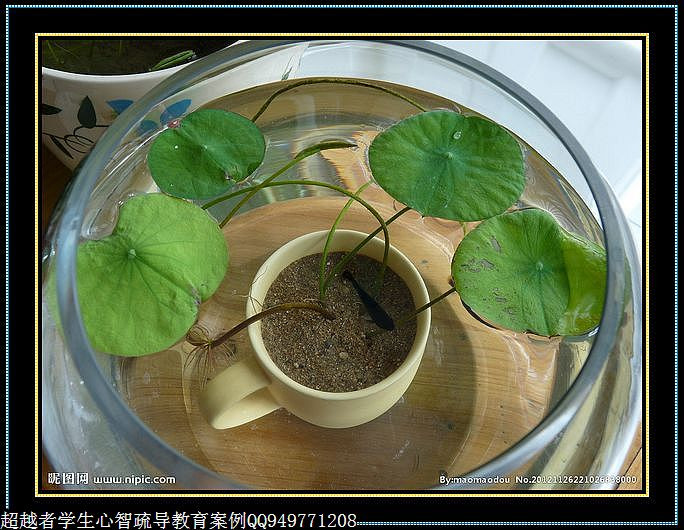制作很有味道的水果種子小盆栽（火龍果、桂圓、碗蓮、荔枝......） - 美體、情感、博文精品 - 美體情感、心靈驛站