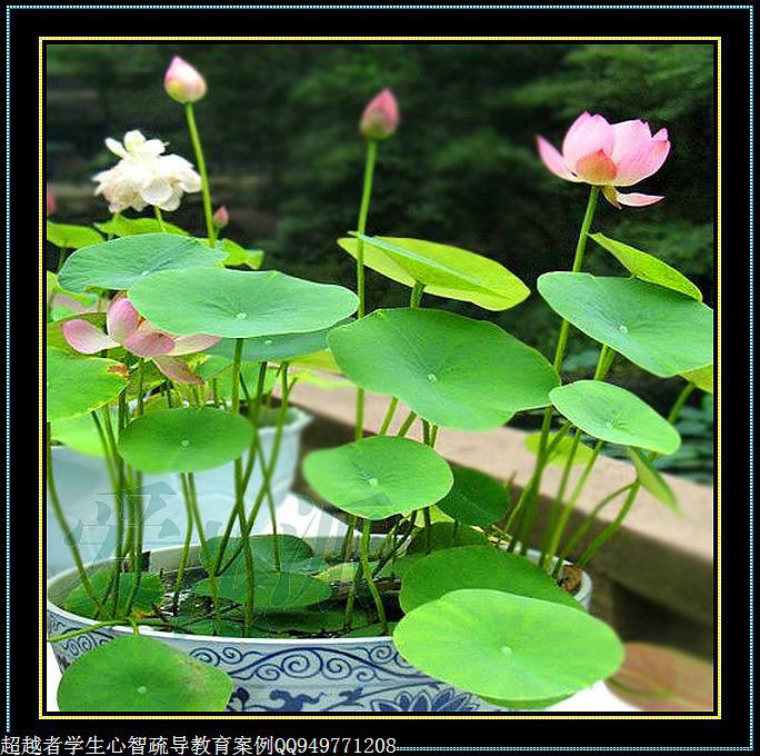 制作很有味道的水果種子小盆栽（火龍果、桂圓、碗蓮、荔枝......） - 美體、情感、博文精品 - 美體情感、心靈驛站