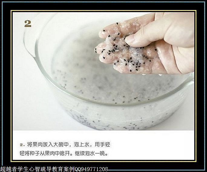制作很有味道的水果種子小盆栽（火龍果、桂圓、碗蓮、荔枝......） - 美體、情感、博文精品 - 美體情感、心靈驛站