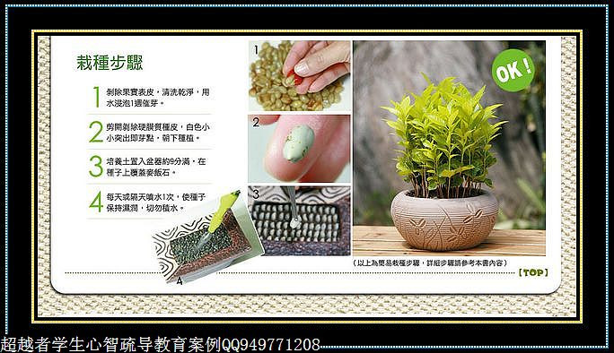 制作很有味道的水果種子小盆栽（火龍果、桂圓、碗蓮、荔枝......） - 美體、情感、博文精品 - 美體情感、心靈驛站
