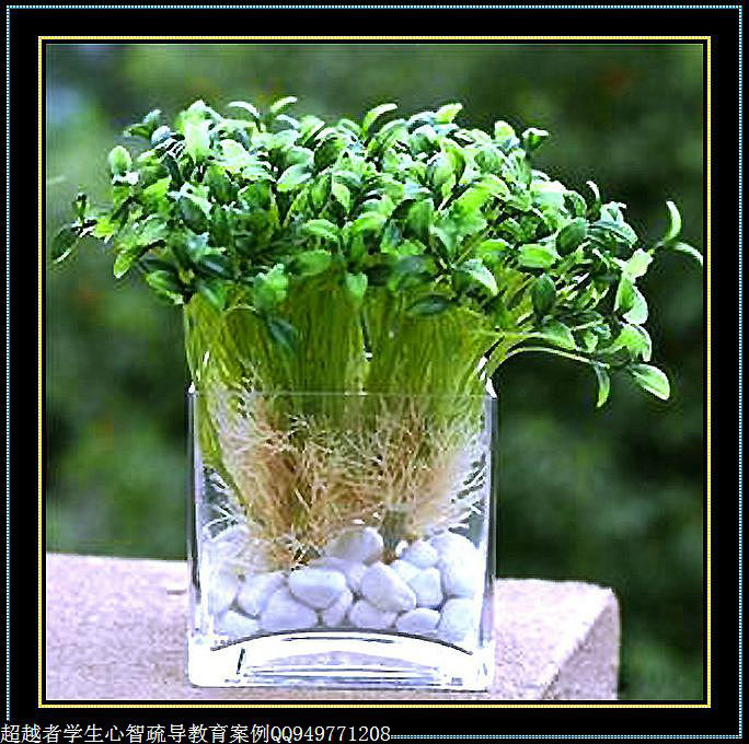 制作很有味道的水果種子小盆栽（火龍果、桂圓、碗蓮、荔枝......） - 美體、情感、博文精品 - 美體情感、心靈驛站