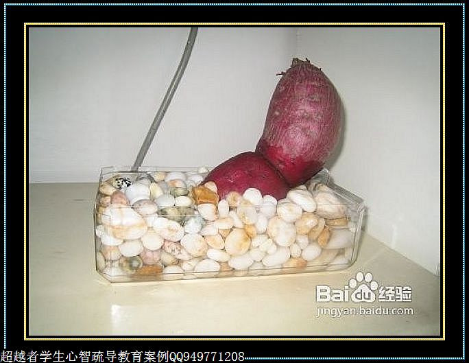 制作很有味道的水果種子小盆栽（火龍果、桂圓、碗蓮、荔枝......） - 美體、情感、博文精品 - 美體情感、心靈驛站