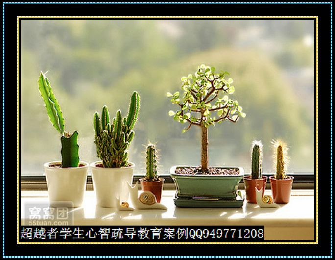 制作很有味道的水果種子小盆栽（火龍果、桂圓、碗蓮、荔枝......） - 美體、情感、博文精品 - 美體情感、心靈驛站