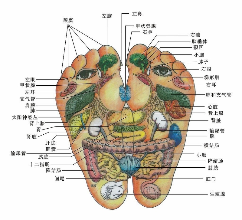 長壽從腿腳保健開始 - fpl9981 - fpl9981的博客