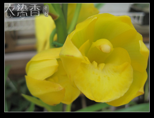 黑孔雀 - 衣染香 - 若蘭軒