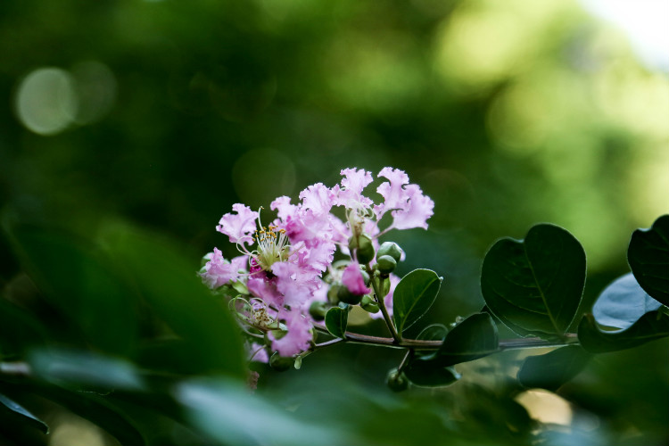 生如夏花--求花名 - 周太靚湯 - 周太靚湯
