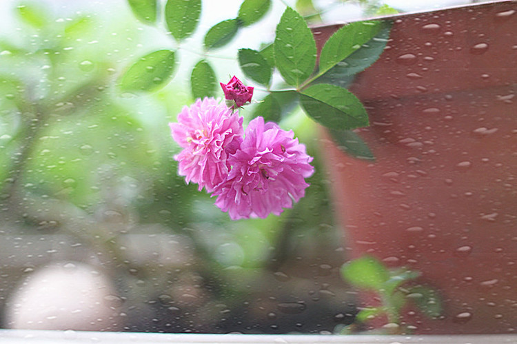 爆香紫 - 花滿樓 - 花滿樓