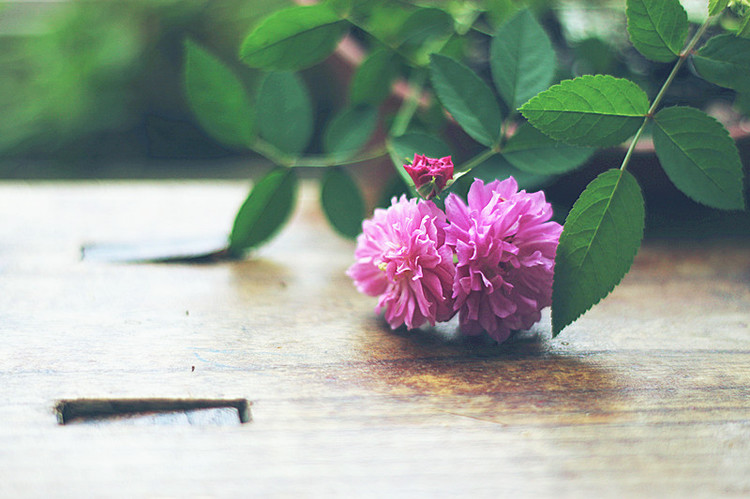 爆香紫 - 花滿樓 - 花滿樓