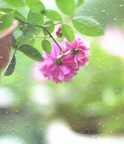 爆香紫 - 花滿樓 - 花滿樓
