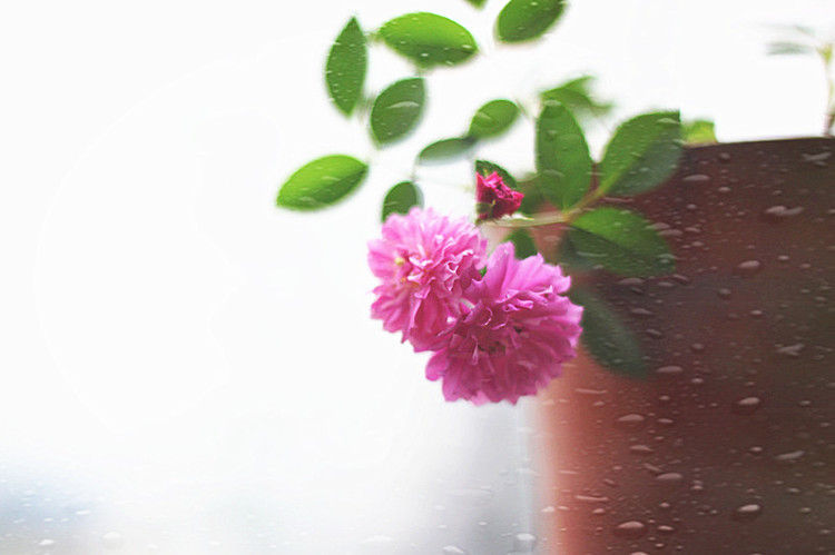 爆香紫 - 花滿樓 - 花滿樓