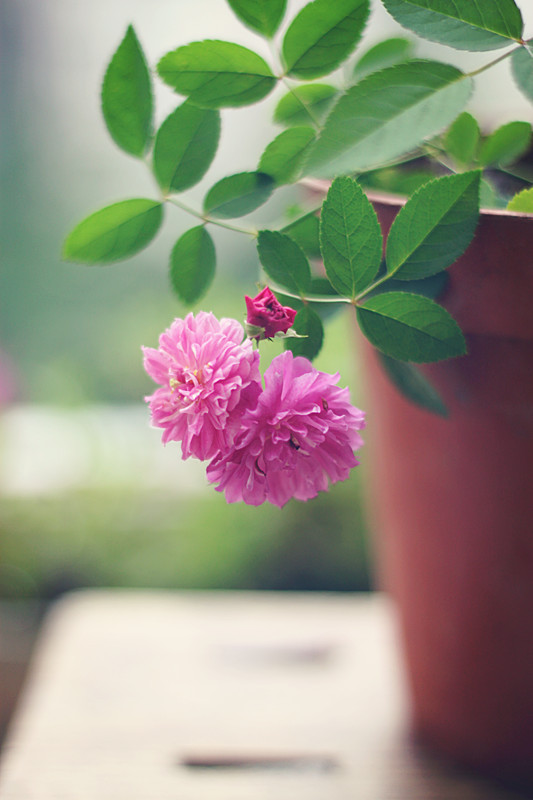爆香紫 - 花滿樓 - 花滿樓