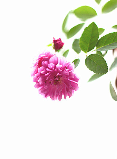 爆香紫 - 花滿樓 - 花滿樓