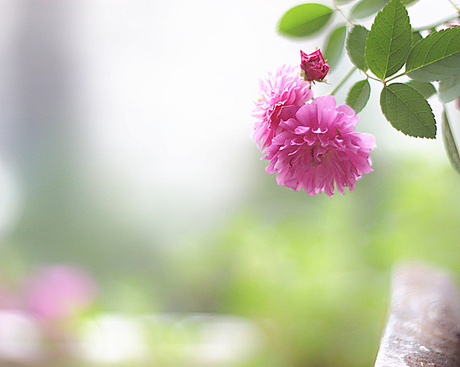 爆香紫 - 花滿樓 - 花滿樓