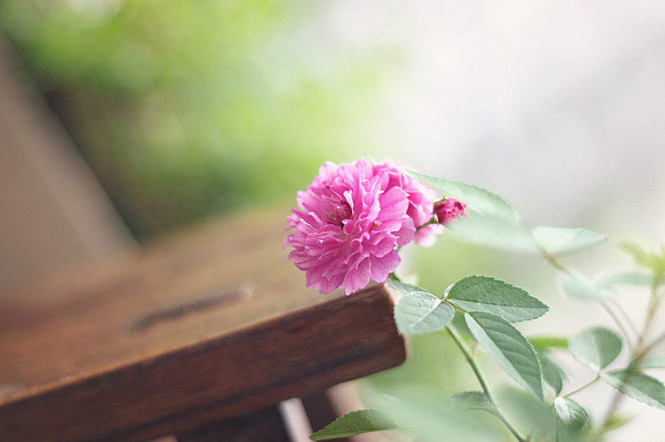 爆香紫 - 花滿樓 - 花滿樓