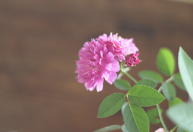 爆香紫 - 花滿樓 - 花滿樓