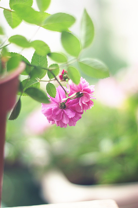 爆香紫 - 花滿樓 - 花滿樓