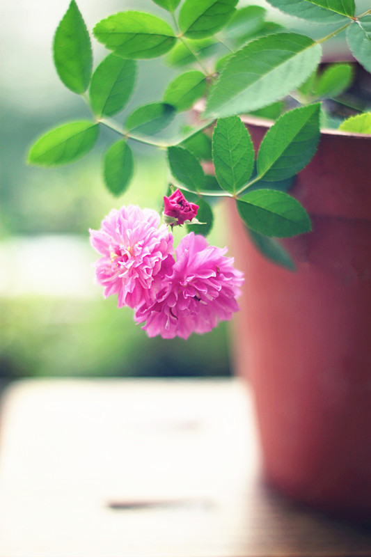 爆香紫 - 花滿樓 - 花滿樓