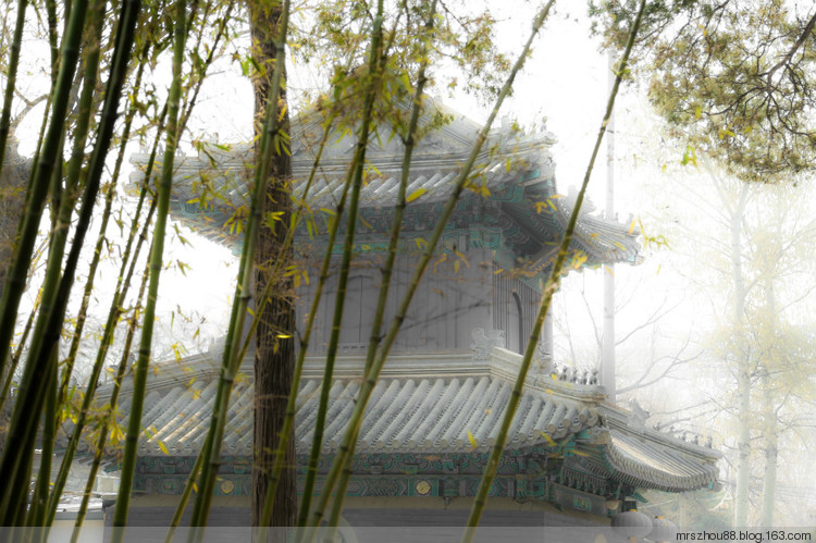 北京--法源寺，那玉蘭、那樹、那僧人們 - 周太靚湯 - 周太靚湯
