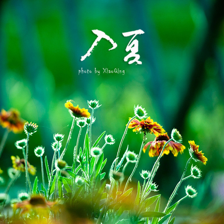 入  夏 - 淡泊 - 淡泊