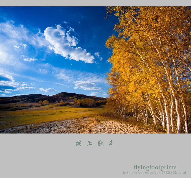 我是一棵秋天的樹(shù)【美圖共賞】 - 白石秋水 - 白石秋水