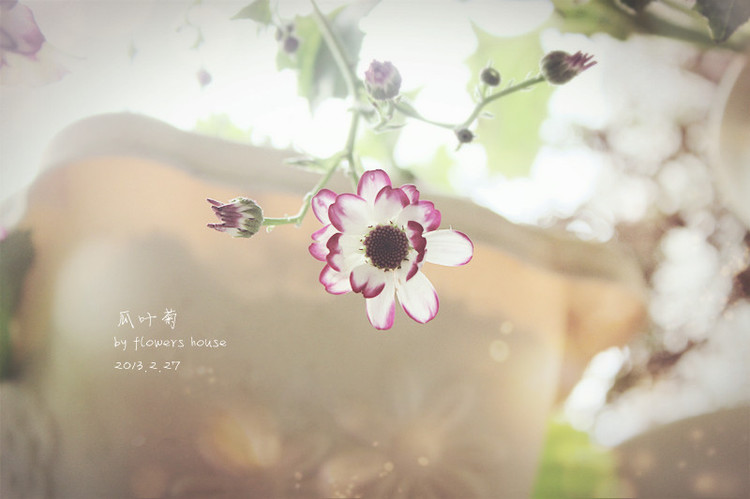 春.顏 - 花滿樓 - 花滿樓