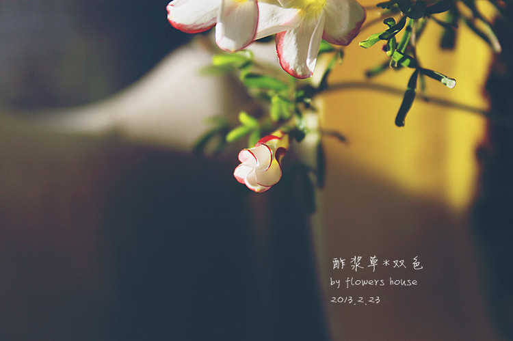 春.顏 - 花滿樓 - 花滿樓