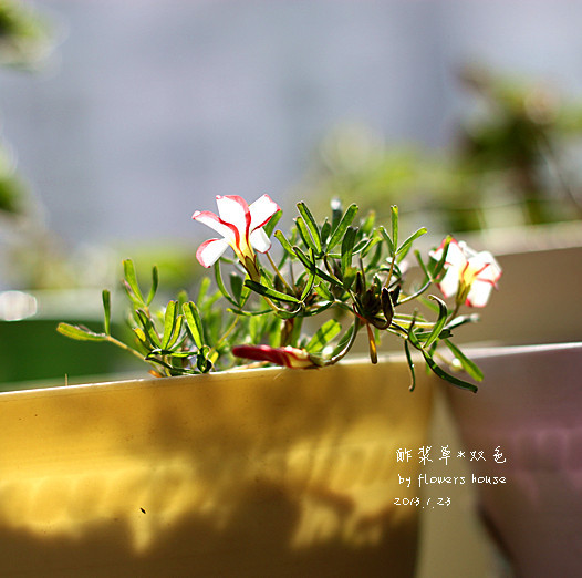春.顏 - 花滿樓 - 花滿樓