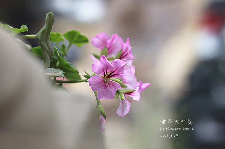春.顏 - 花滿樓 - 花滿樓