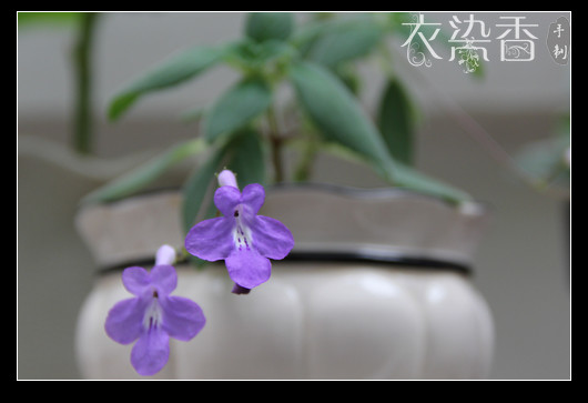 花間集：中秋/國慶 - 衣染香 - 若蘭軒