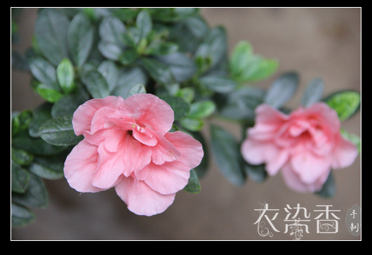 花間集：中秋/國慶 - 衣染香 - 若蘭軒