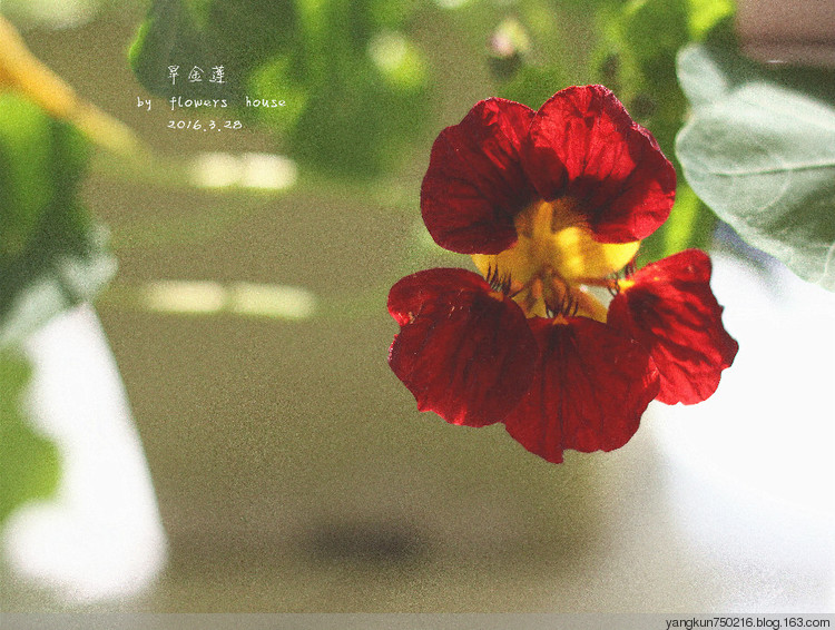 春曉 - 花滿樓 - 花滿樓