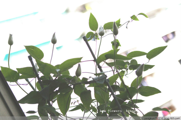 春曉 - 花滿樓 - 花滿樓