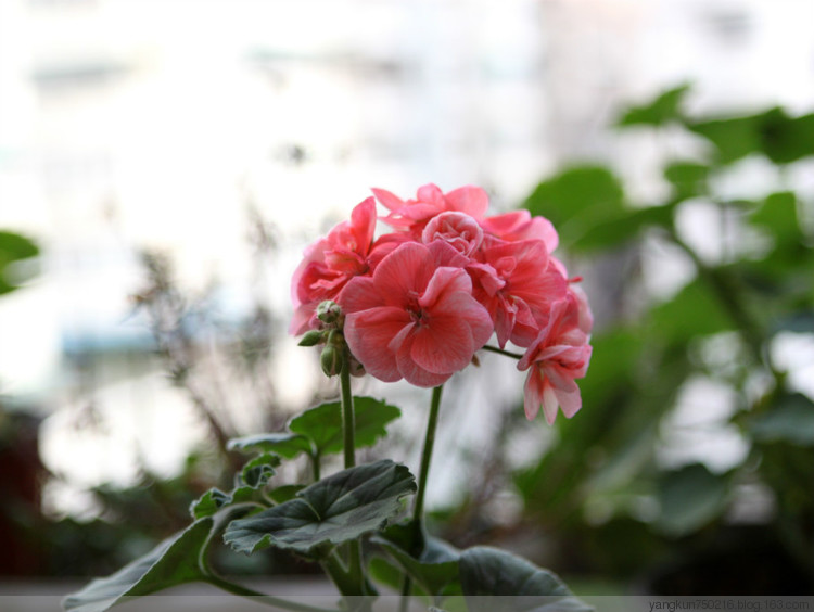春曉 - 花滿樓 - 花滿樓
