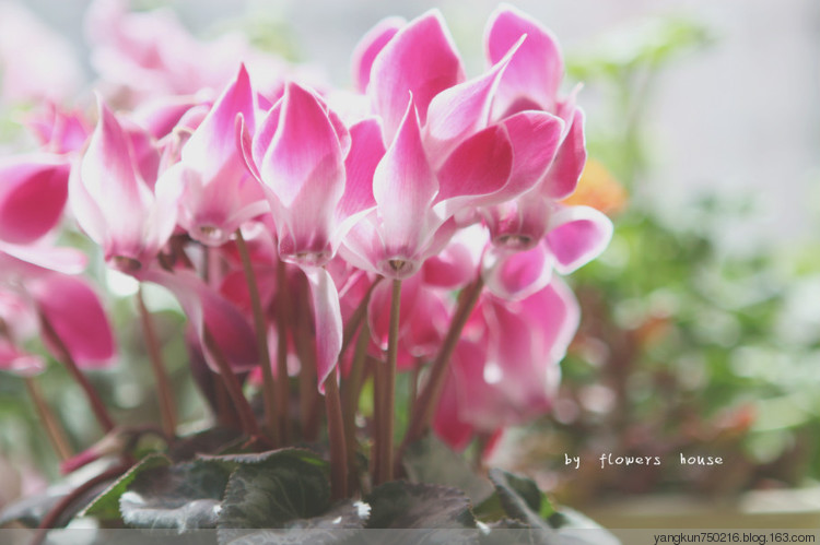 春曉 - 花滿樓 - 花滿樓