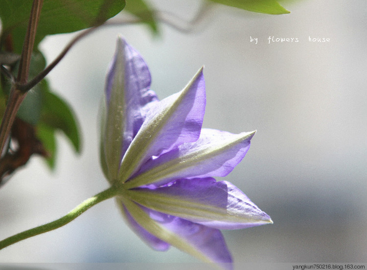 春曉 - 花滿樓 - 花滿樓
