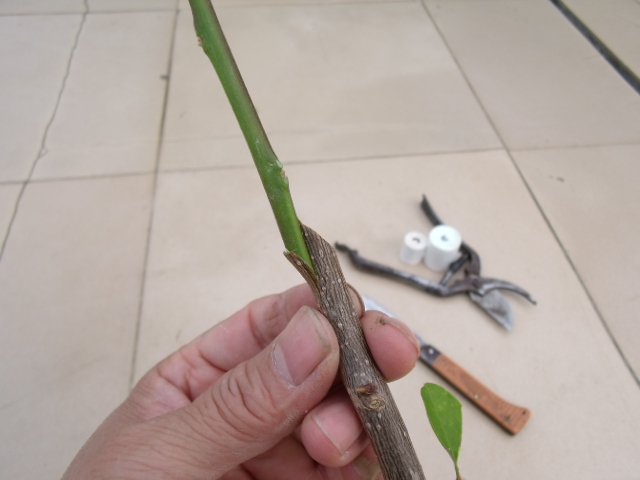 嫁接 - 快樂(lè)大衛(wèi)393890656 - 快樂(lè)大衛(wèi)393890656的博客