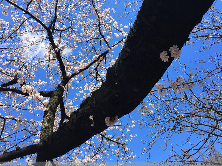 2016年03月31日 - 周太靚湯 - 周太靚湯