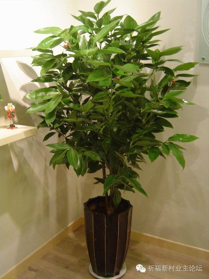 園藝師教你哪種花多久澆一次水 - 南山秀竹 - 南山文化園