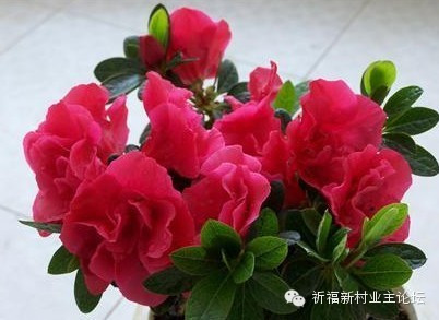 園藝師教你哪種花多久澆一次水 - 南山秀竹 - 南山文化園