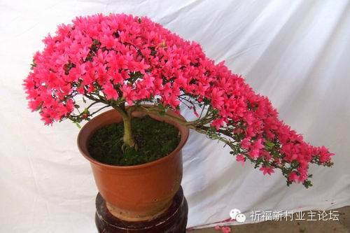 園藝師教你哪種花多久澆一次水 - 南山秀竹 - 南山文化園