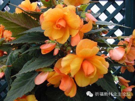 園藝師教你哪種花多久澆一次水 - 南山秀竹 - 南山文化園