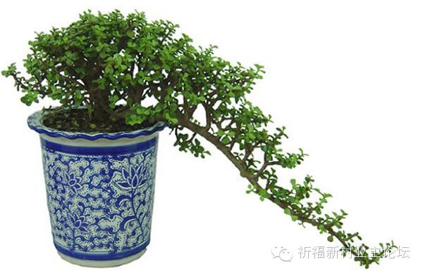 園藝師教你哪種花多久澆一次水 - 南山秀竹 - 南山文化園