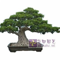 園藝師教你哪種花多久澆一次水 - 南山秀竹 - 南山文化園
