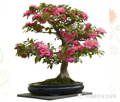 園藝師教你哪種花多久澆一次水 - 南山秀竹 - 南山文化園